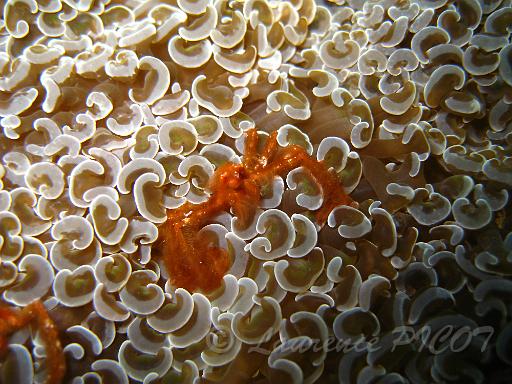 Araignée orang-outan - Achaeus japonicus.JPG - ce crabe orang outan se cache dans un corail à croissant ( Euphyllia ancora)